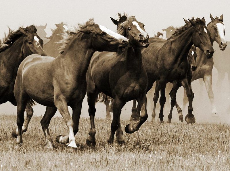лошади Сбежим?! фото превью