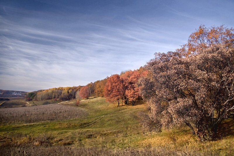 осень, ноябрь, деревья, листва, облака Краски осени фото превью