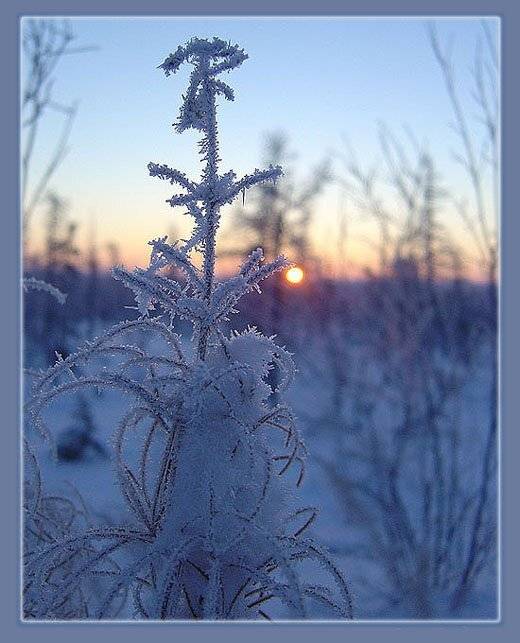 иней,рассвет, Солодухин Виктор