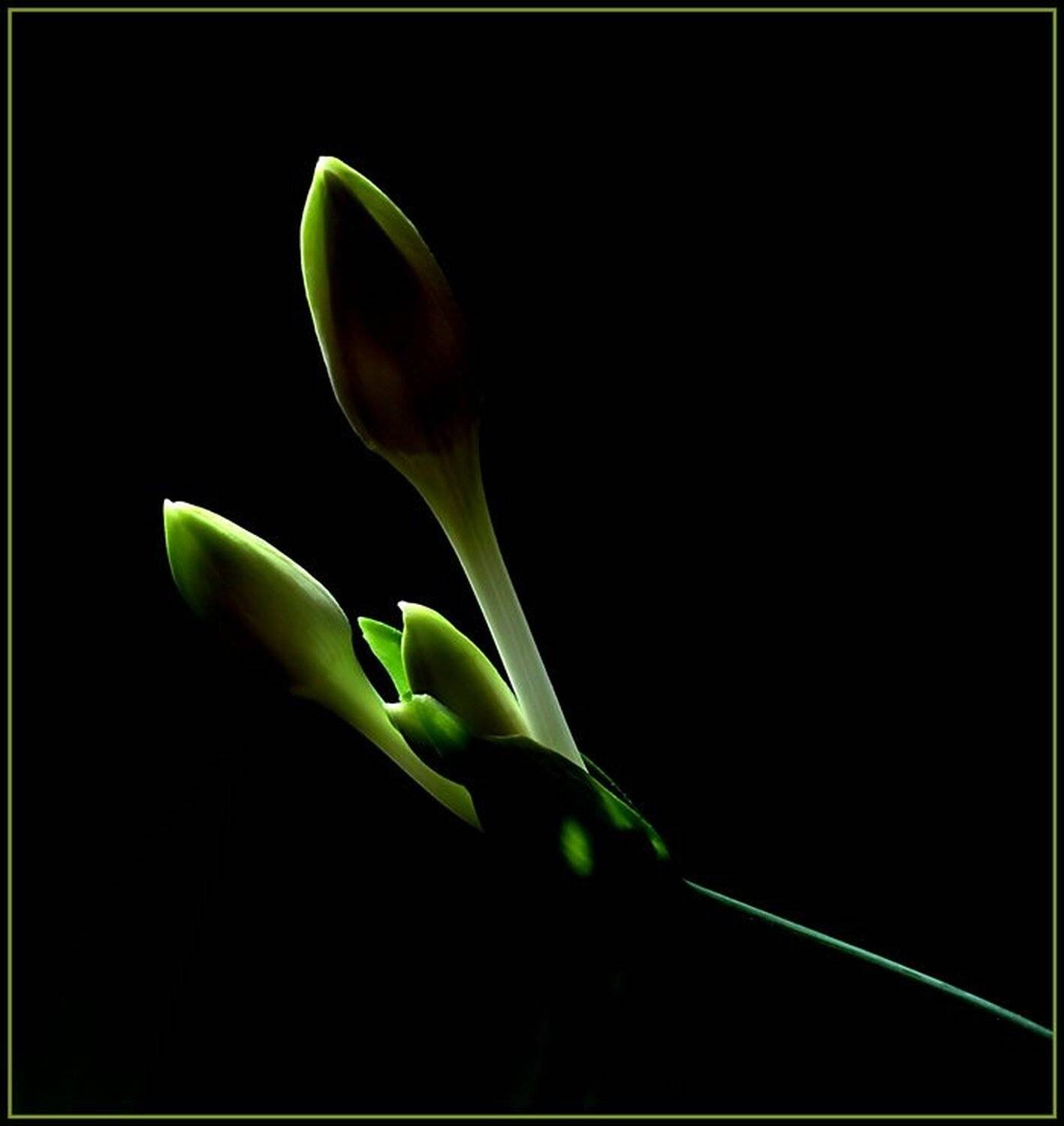 бутон, эухарис, свет, тень, чувства, движение, танец, Ken Wood