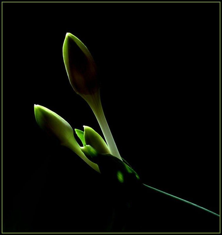 бутон, эухарис, свет, тень, чувства, движение, танец АДАЖИО фото превью