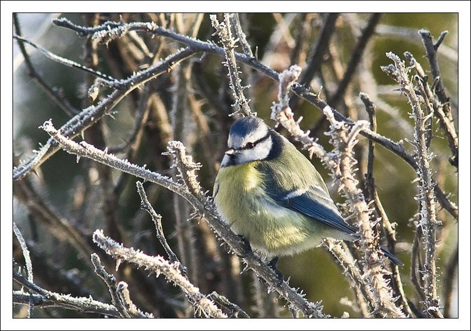 синица,птица,мороз,зима, jouris