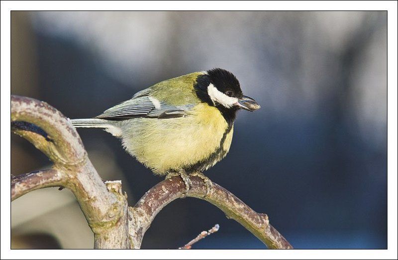 синица,птица,обед Обед фото превью