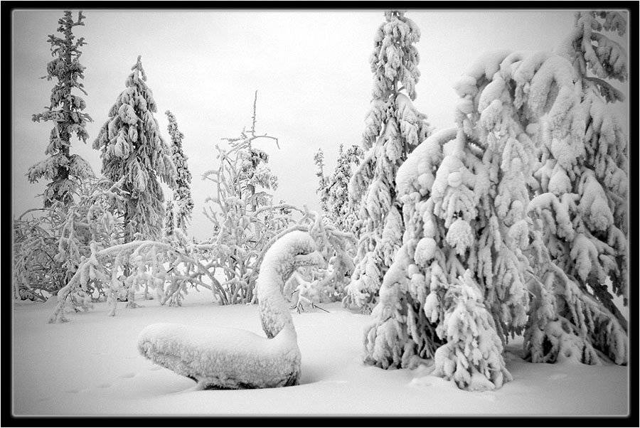 тайга,коряга,зима, Солодухин Виктор