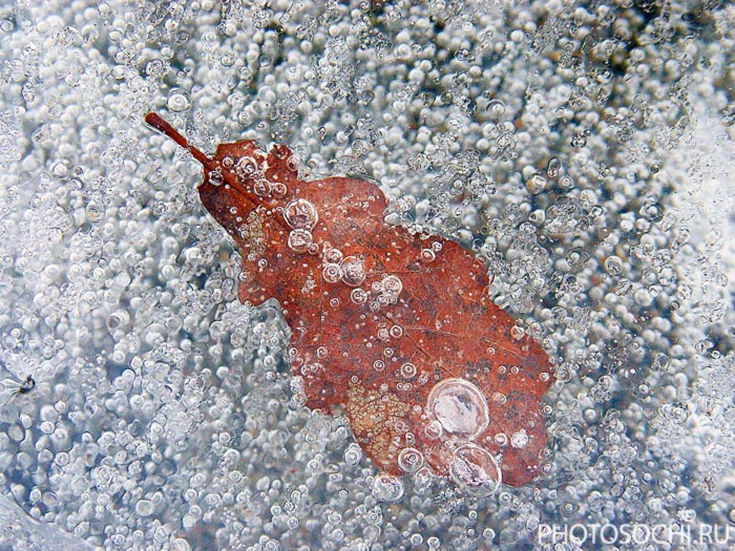 лед, лист, зима, Евгений Харланов