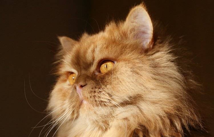 котов, кшиша, пушистый, рыжий, кот, Lelya