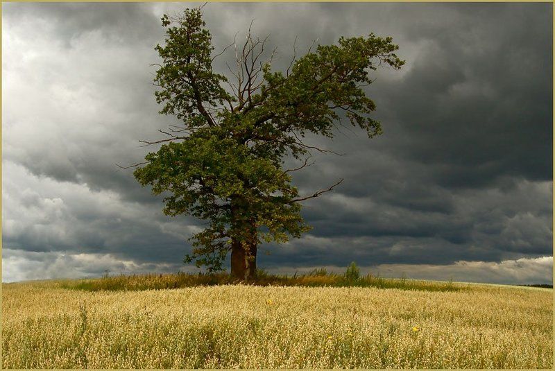 тучи, дуб, воин, поле Один в Поле Воин фото превью