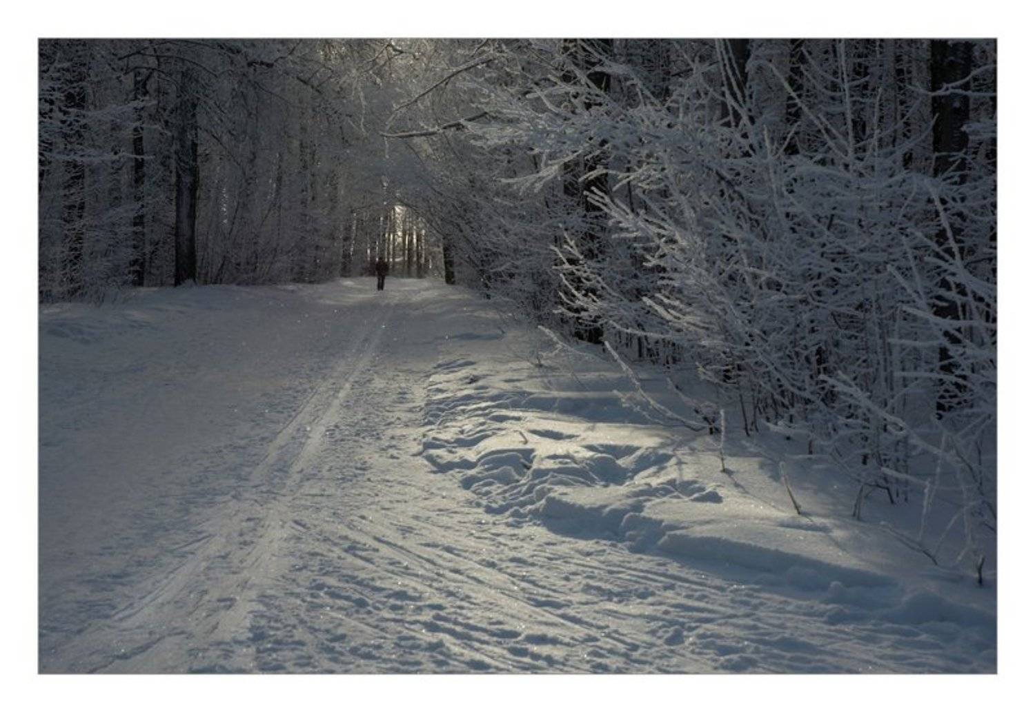 снег, свет, зима, Сергей Дужников