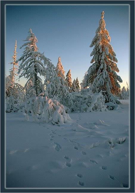 следы зима тайга, Солодухин Виктор