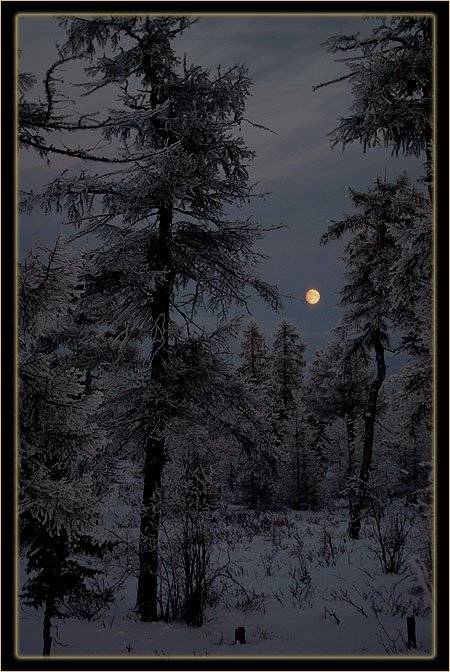 тайга,ночь,зима, Солодухин Виктор