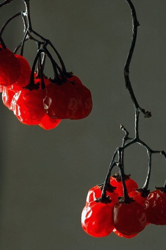 ягода,красный,макро Красные фото превью