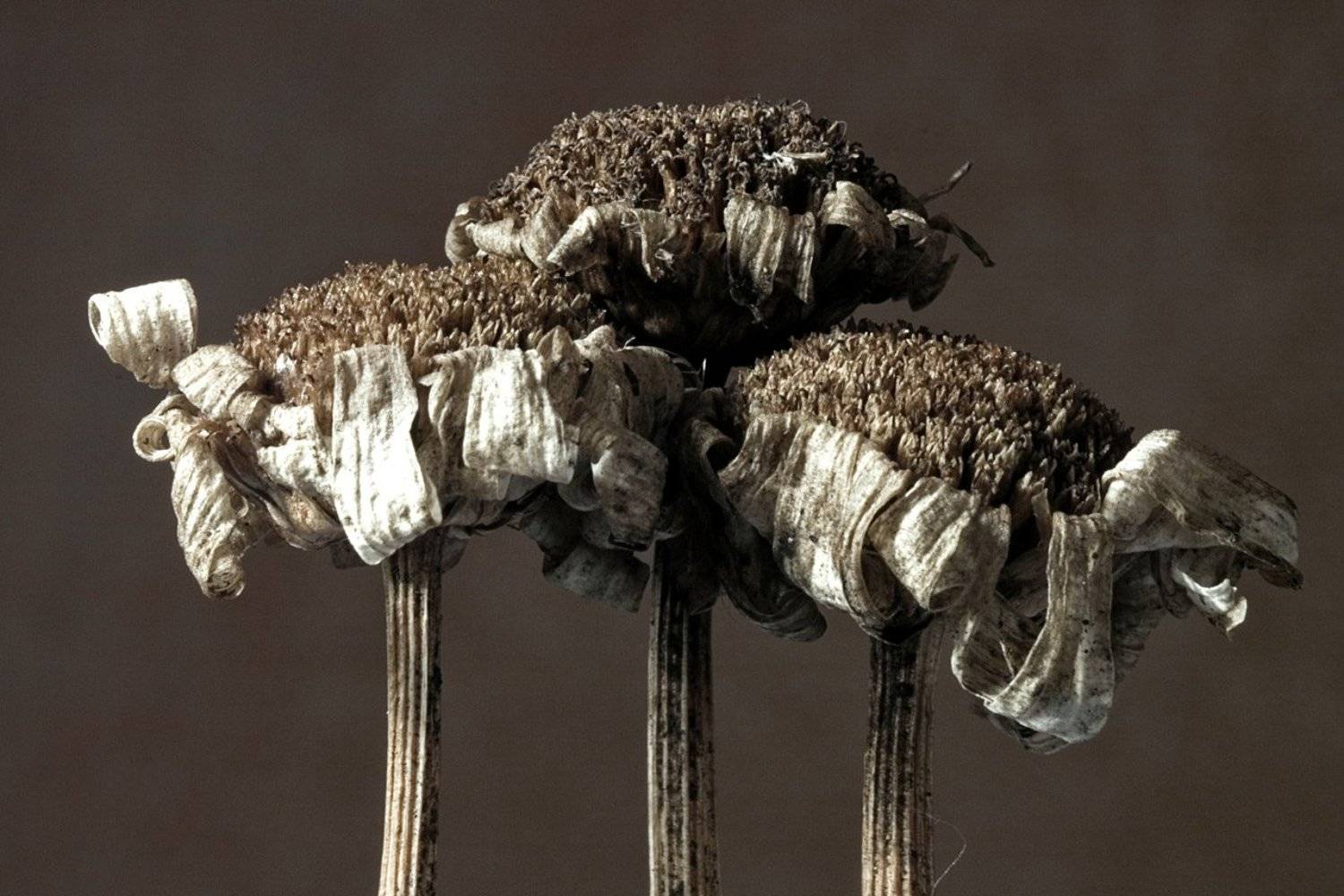 сушь,макро,соцветия, Качурин Алексей