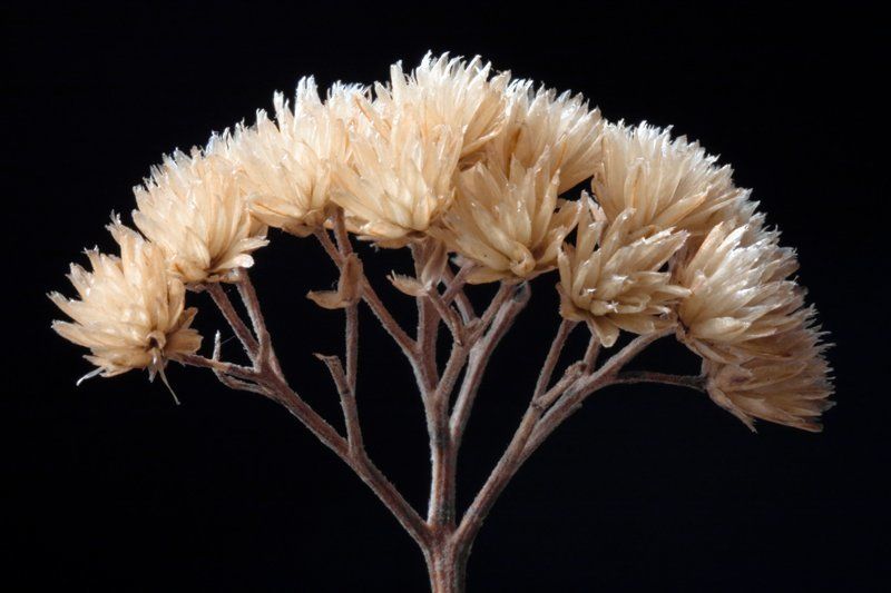 сушь,макро Букетик фото превью