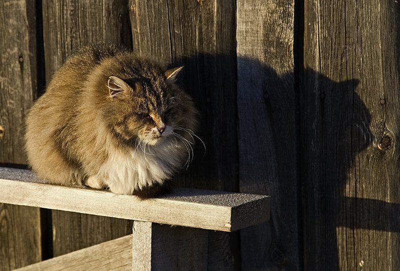 котище Январское солнышко фото превью