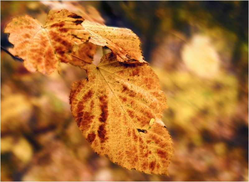 Рыжий фото превью