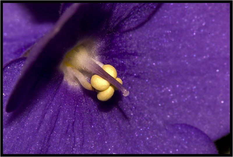 цветы, фиалка, макро Animate nature #1 фото превью