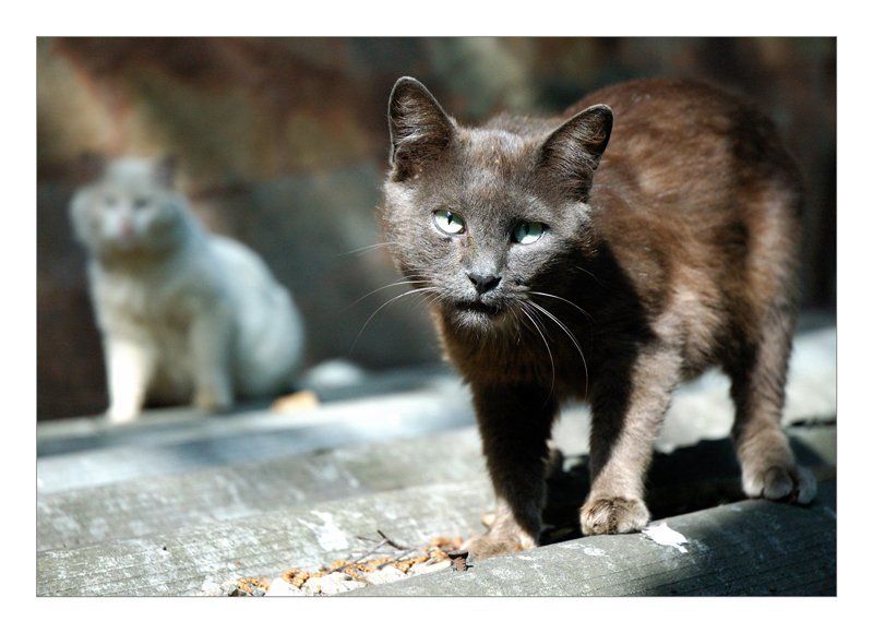 кошки, крыша, шутка Слышь шоль,э. Ты с какова района!!! фото превью