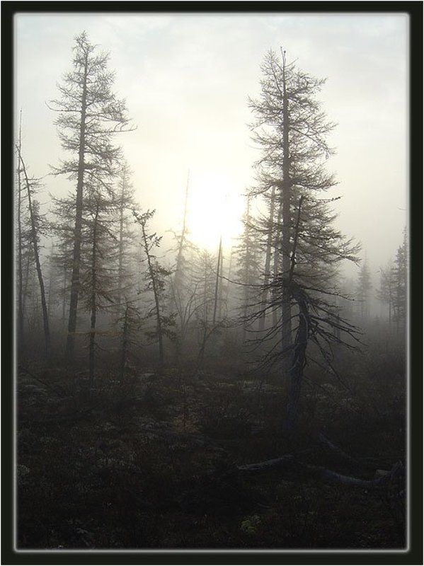 тайга,туман,осень Утро седое фото превью