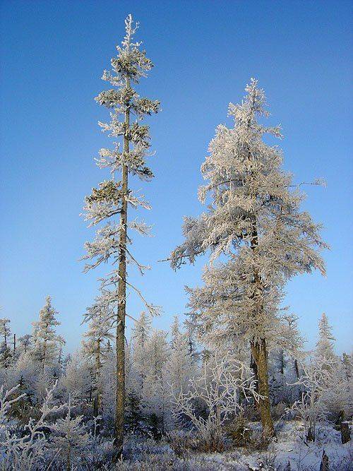 лиственница,зима, Солодухин Виктор