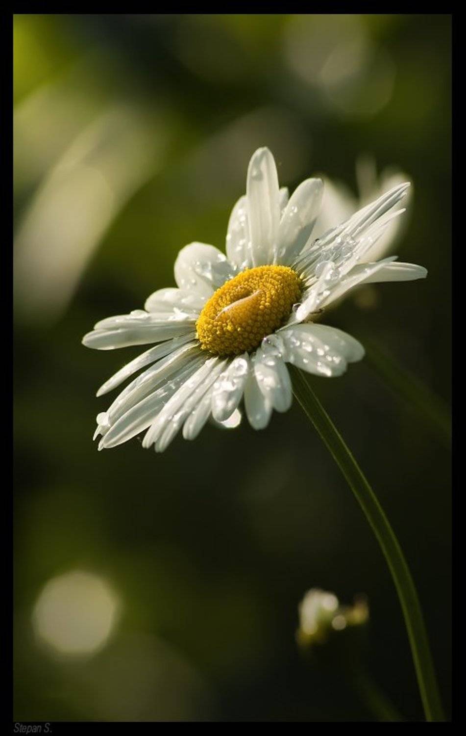 лето ромашка капельки, StepanS