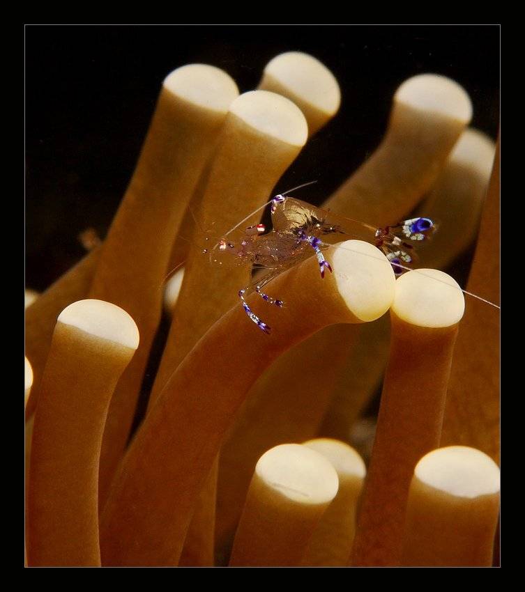 , Марина Кочетова