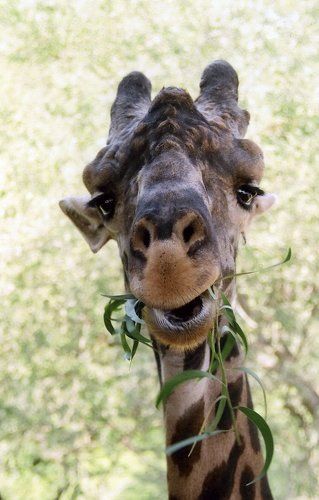 Ты  что, не видишь,  - мы кушаем...