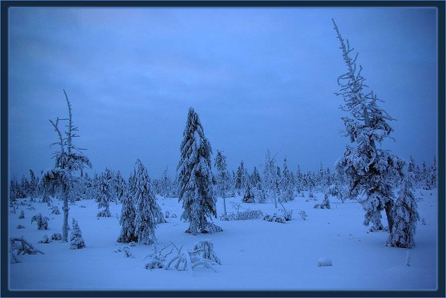 сумерки,зима,тайга, Солодухин Виктор