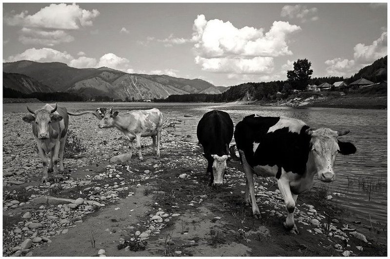 природа коровы *** фото превью