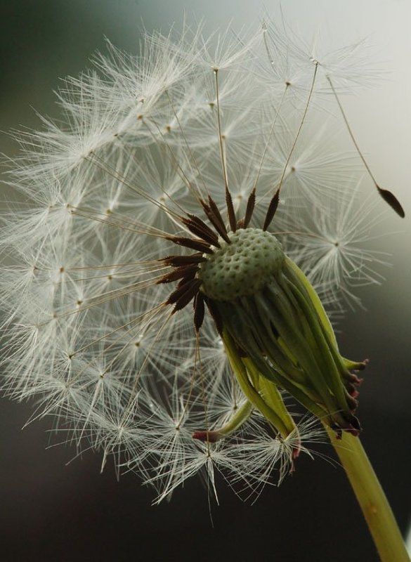 одуванчик на пенсии фото превью