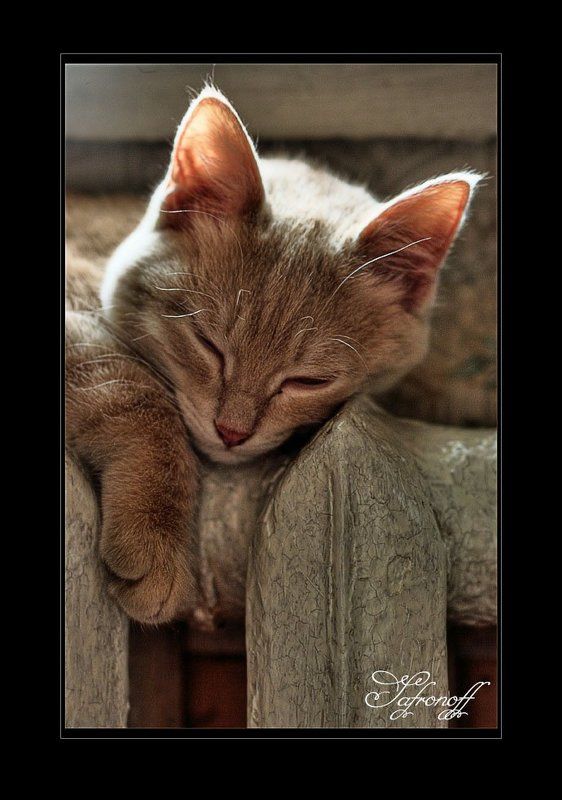 кот,батарея Тепло фото превью