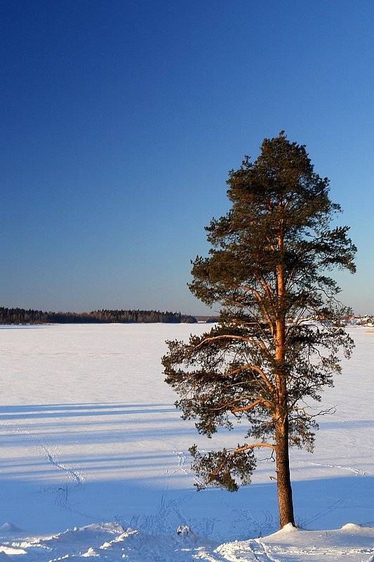 зима, мороз, сосна, senjor