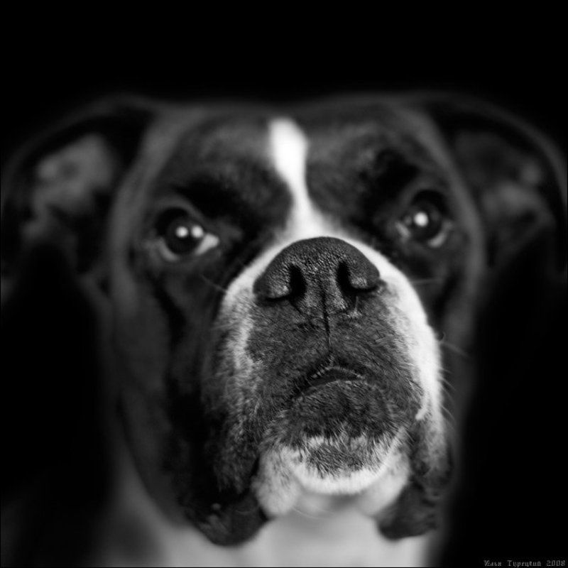 боксёр * * * фото превью