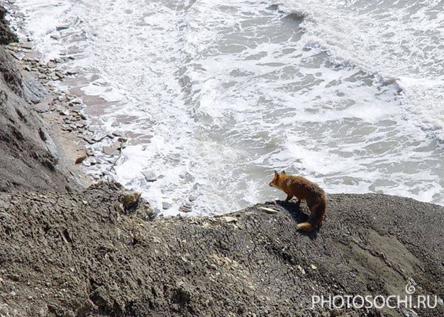 охота, животные, лиса, море, черное море, таманский полуостров, Евгений Харланов