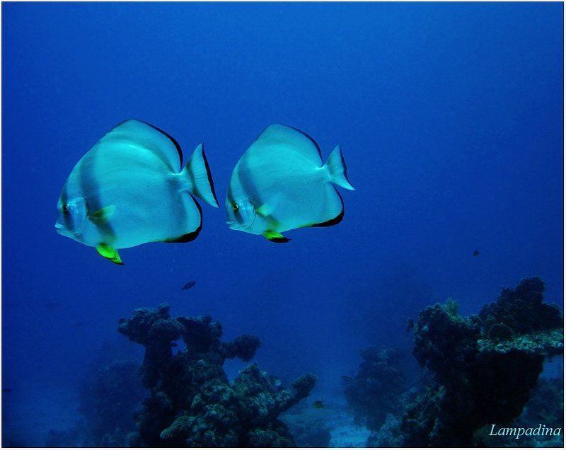 красное море, голубой платакс Голубой платакс фото превью