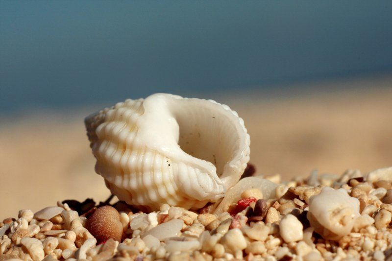 природа Ракушка фото превью