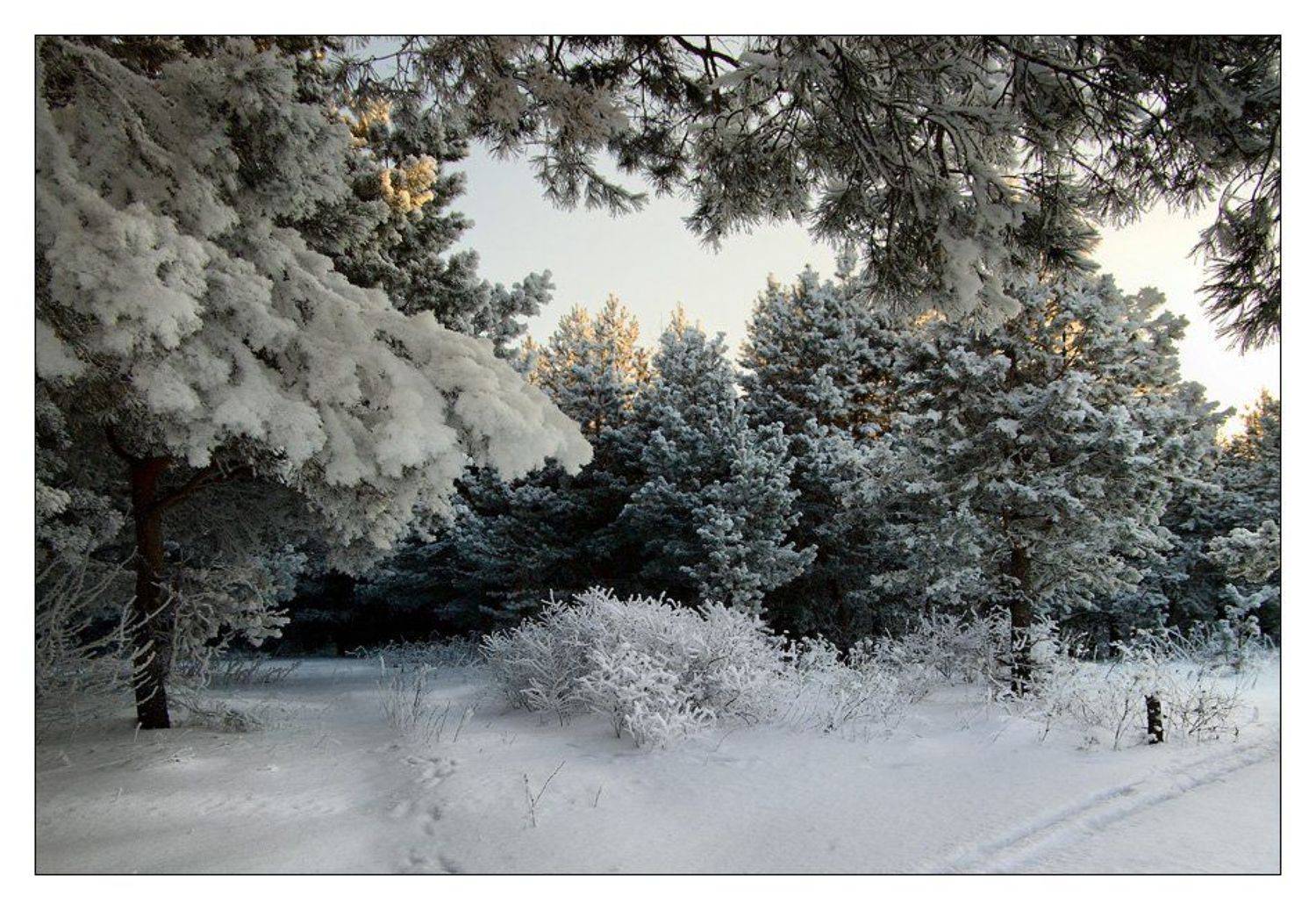 зима, лес, ветки, сосны, снег, Александр Дубовицкий