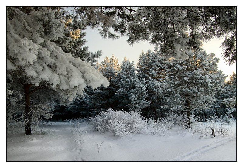 зима, лес, ветки, сосны, снег Из-под заснеженных ветвей... фото превью