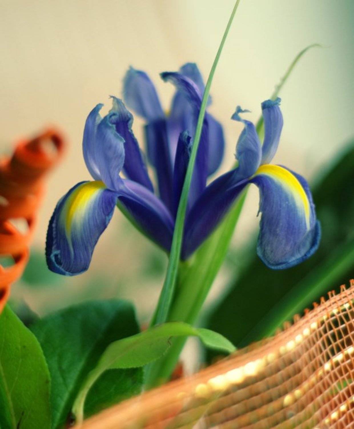 ирис, букет, краски, Lelya