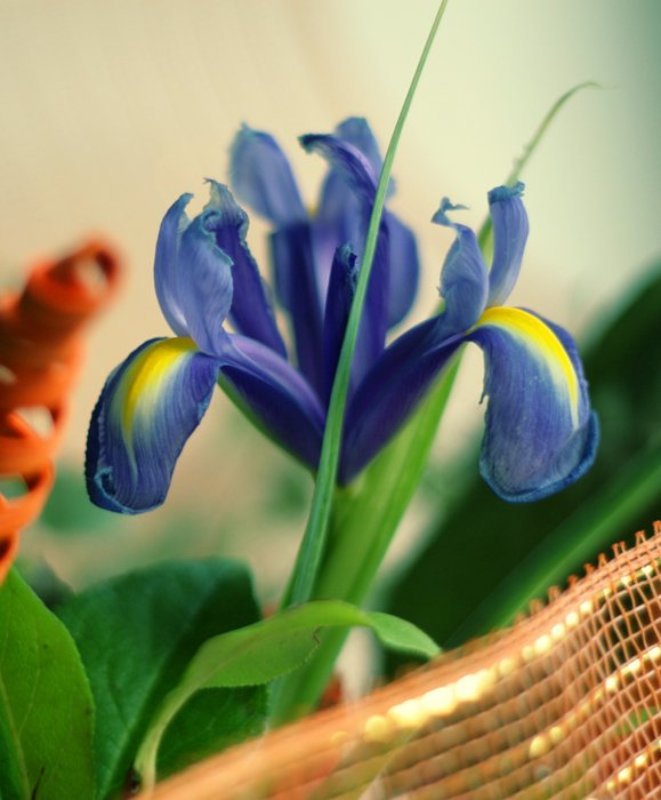 ирис, букет, краски Ирис фото превью