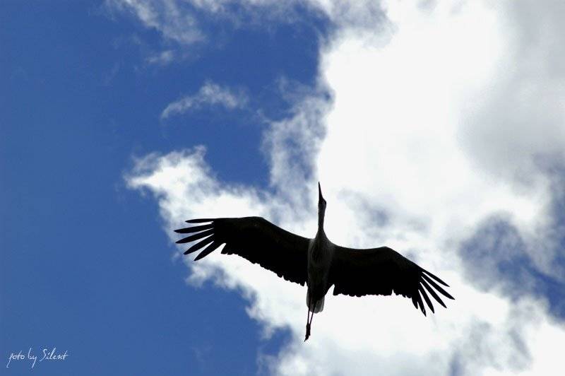 небо, птица, Silent