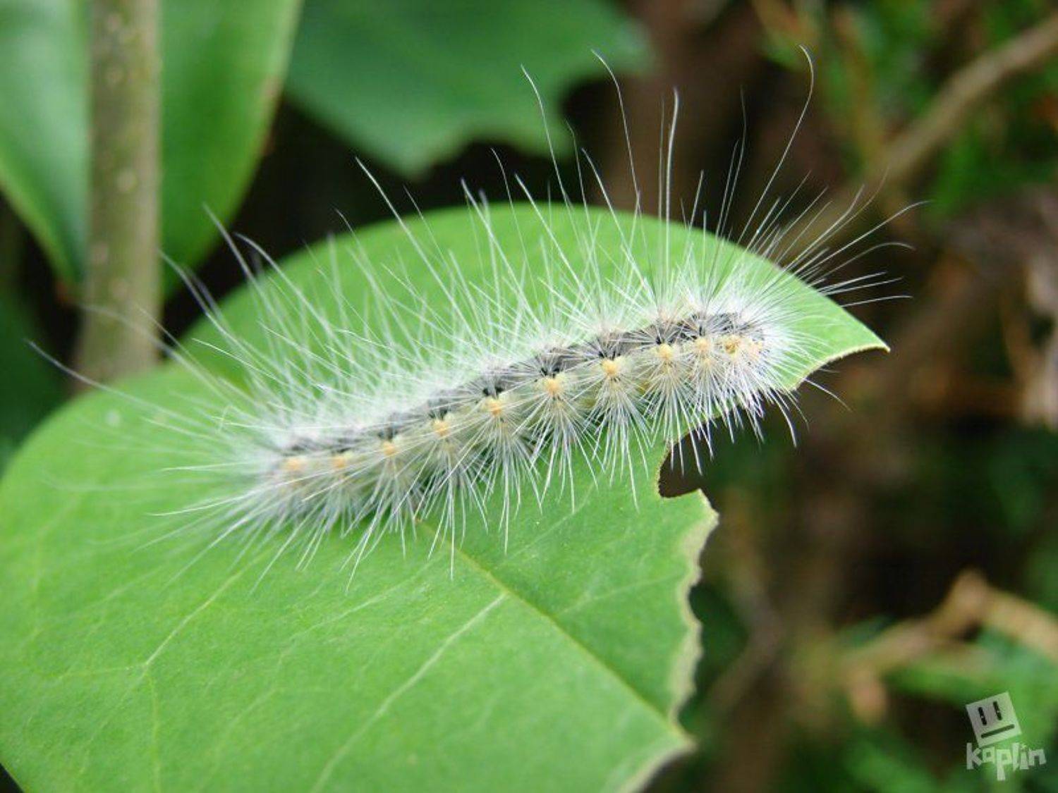 макро, насекомые, природа, Каплин Антон