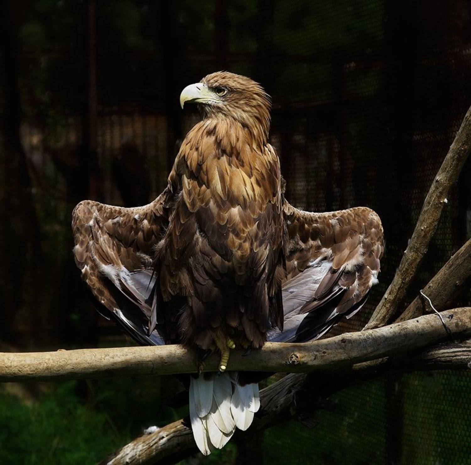 , Андрей Журавлев