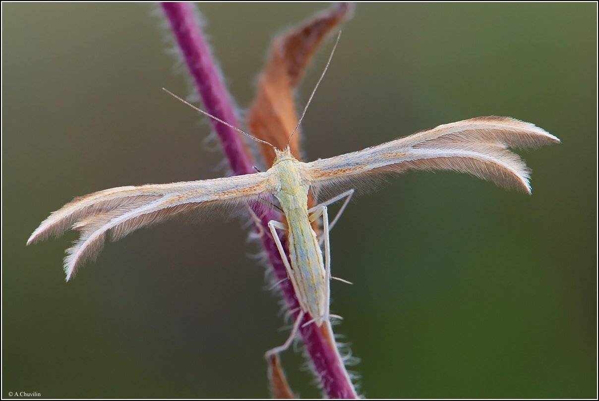 пальцекрылка, пух, перья, Александр Чувилин