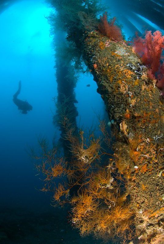 кораллы, , дайвер, пирс, underwater Одинокий ныряльщик фото превью