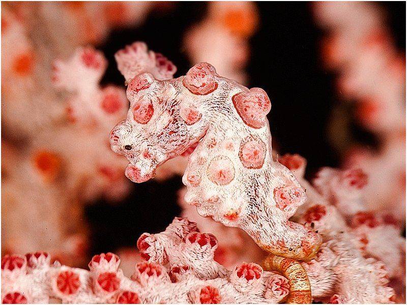 пигмейский конек, индонезия, бали, дайвинг, Олег Федин