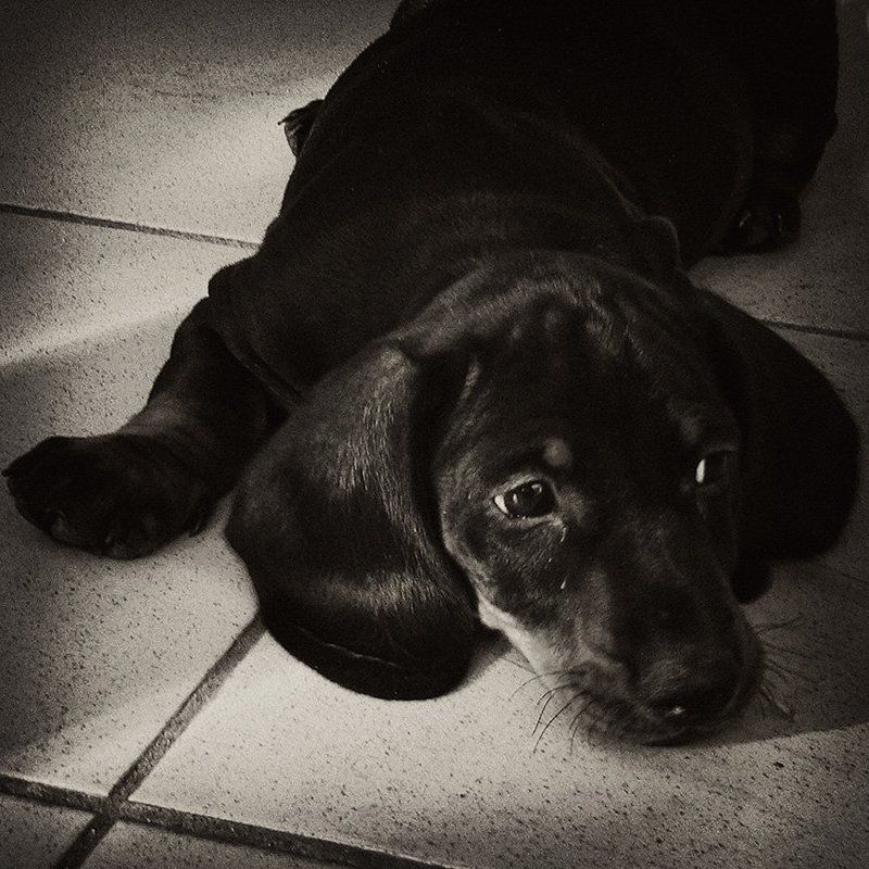 щенок, собака, такса Федькино детство фото превью