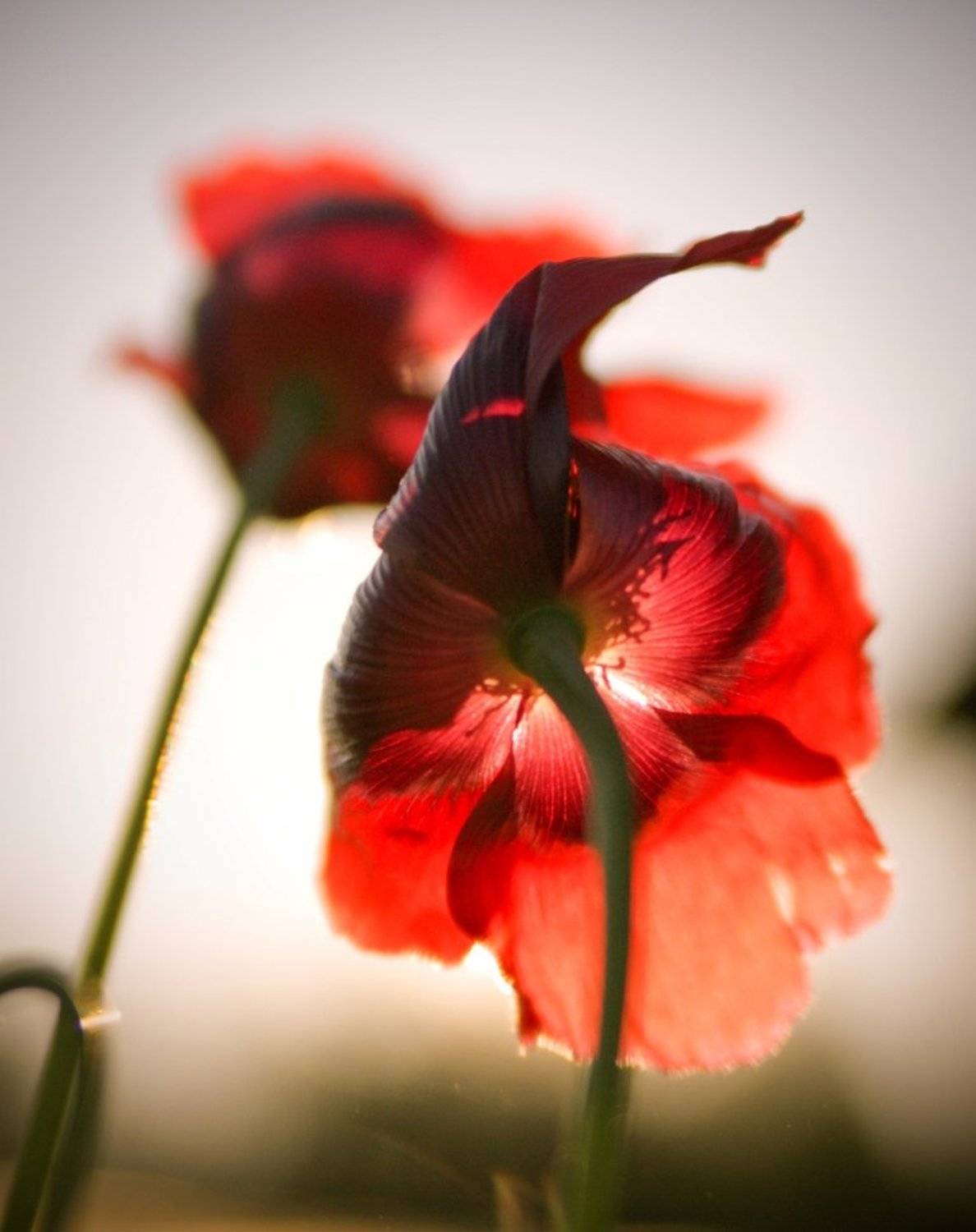 маки, красный, лето, цветы, Татьяна Галкина