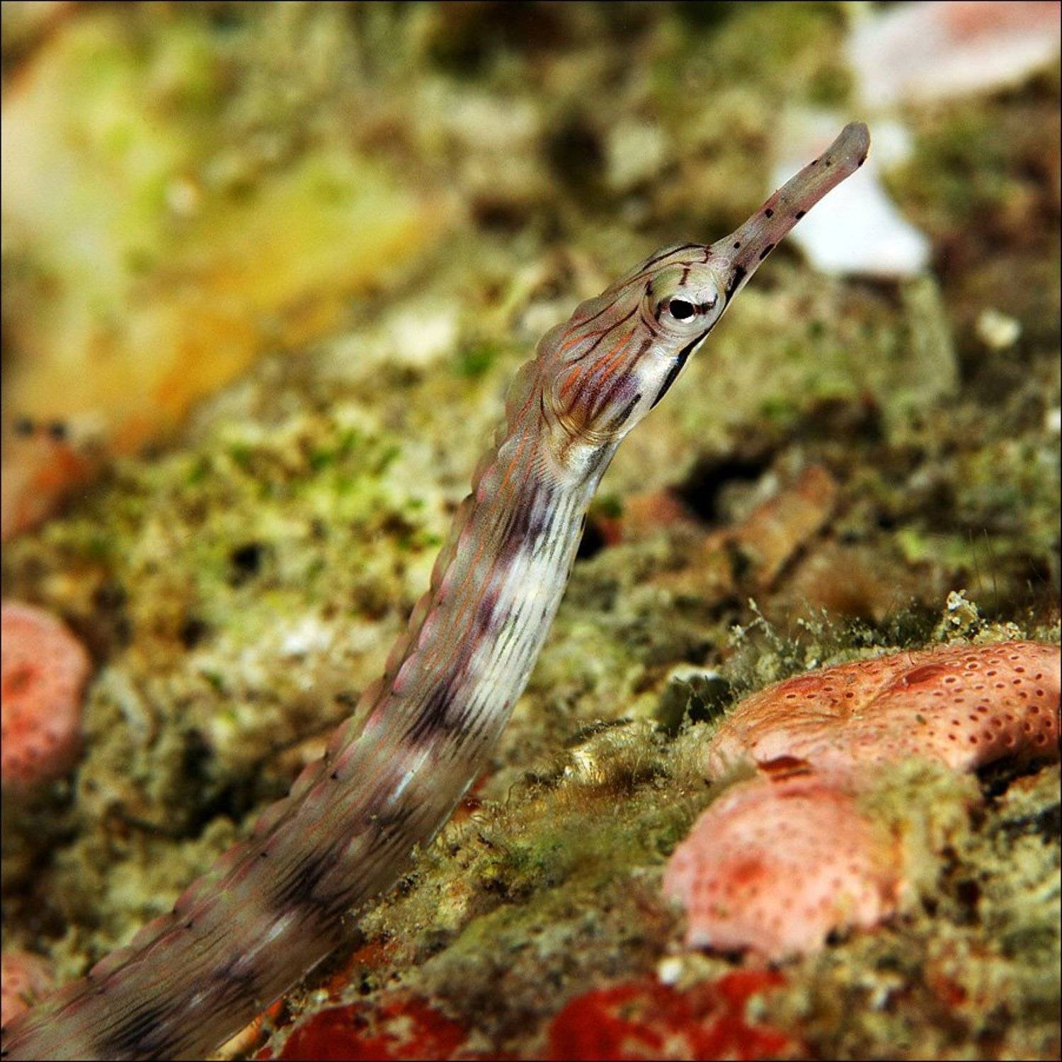 underwater, coral, needle fish, sipadan, Anton Akhmatov