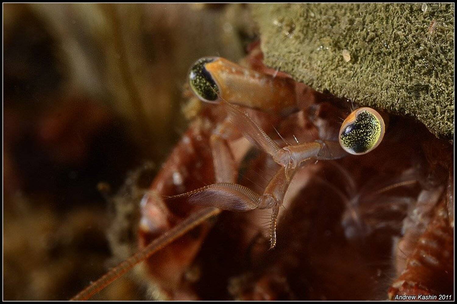, Андрей Кашин