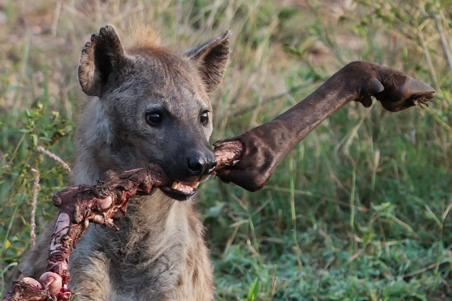 гиена, серенгети, танзания, африка, Роман Мурушкин